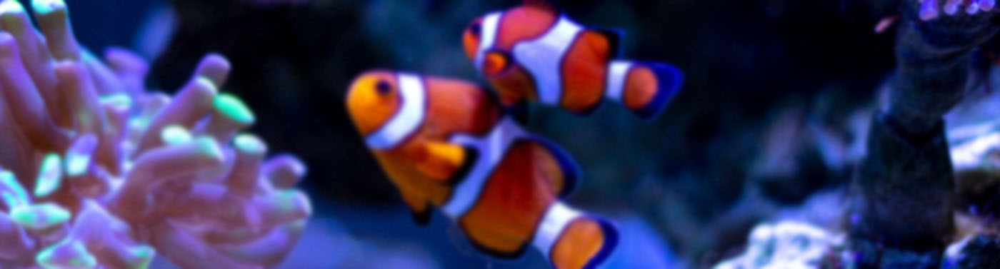  تانک آکواریوم سوم