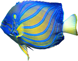 slider Fish Slider twelve