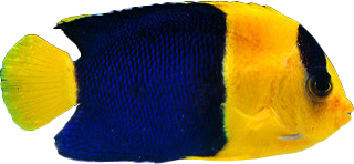 slider Fish Slider thirteen