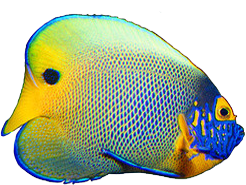 slider Fish Slider fourteen